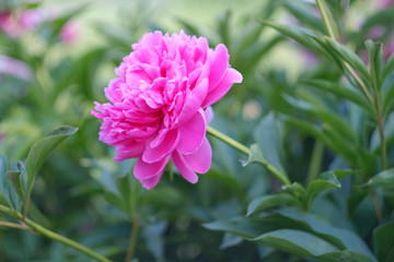 Flowers peonies pink color, blurred green background.