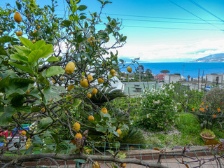 lemon tree capri 