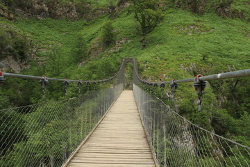 Selva Irati, bosque, Árbol, puente, piedra, lago, rio