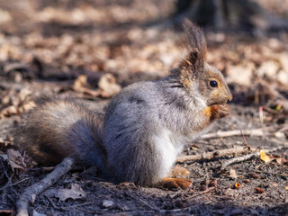 Squirrel in the autumn forest park. Squirrel with nuts in fall foliage.