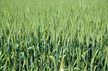 Green Wheat field