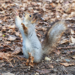 Naklejka na ściany i meble Squirrel in the autumn forest park. Squirrel in the autumn foliage stands on its hind legs.