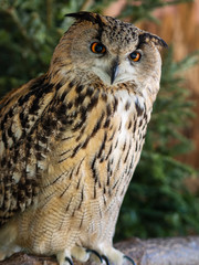 Owl with funny owl eyes on the tree