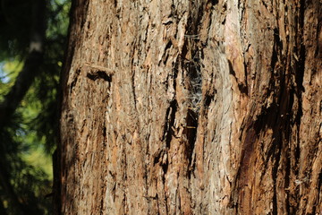 Woody 