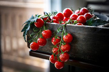 Cherry Tomatoes on vine 