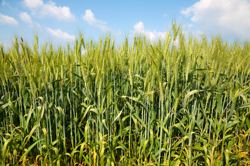 Fototapeta premium Green Wheat field