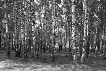 Beautiful birch forest on a warm summer day