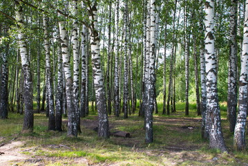 Beautiful birch forest on a warm summer day