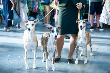 Owner keeps on leashes three whippets on dog show