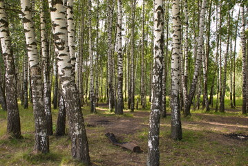 Beautiful birch forest on a warm summer day