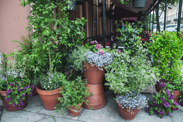 Many beautiful potted plants outside a street cafe
