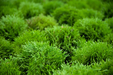 Background, texture of evergreens, thuja background