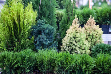 Decorative Christmas trees, fir and thuja in the store, the composition of evergreens