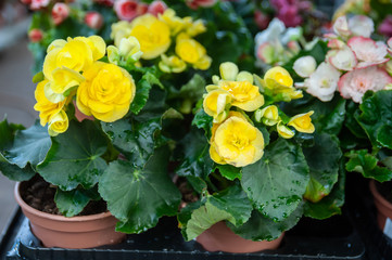 Yellow flowers begonias macro, spring-summer decorative flowers flowers