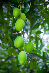 Mango growing on tree.