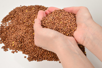 Lentils on a white background in woman hands.