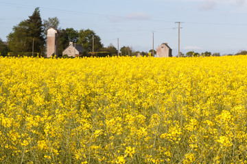 Field of canola in Brittany during spring