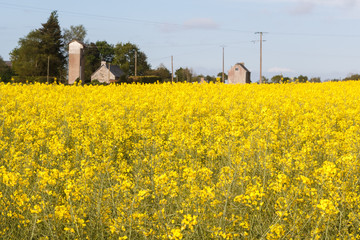 Field of canola in Brittany during spring