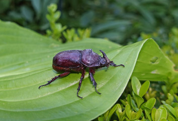 Rhinoceros beetle sitting on green leaf