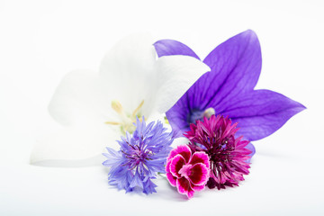 White and purple bell flowers and cornflowers close up, isolated on white background