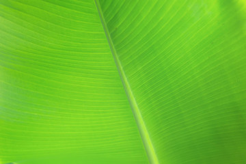 Green banana leaf background abstract