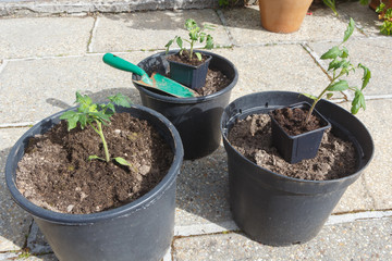 Tomato plants, flowerpots with loam and green gardening trowel
