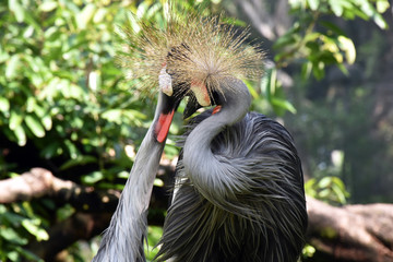 Fototapeta premium Grey crowned crane at KL Bird Park