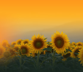 Fototapeta premium Sunflower field at sunset.Landscape from a sunflower farm.Agricultural landscape.Sunflowers field landscape.Orange Nature Background.Field of blooming sunflowers on a background sunset.Copy Space.