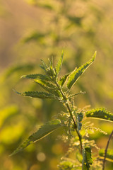 Nettle flower at sunset in backlight. Background of sunset