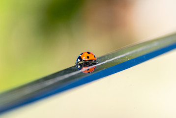 Seven spotted ladybird beetle walking along a glass divider with reflection