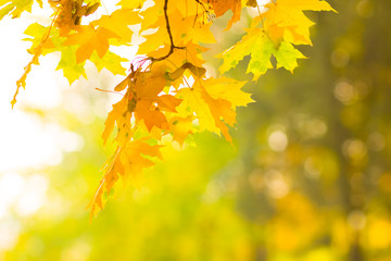 Yellow leaves on a tree. Yellow maple leaves on a blurred background. Golden leaves in autumn park. Copy space