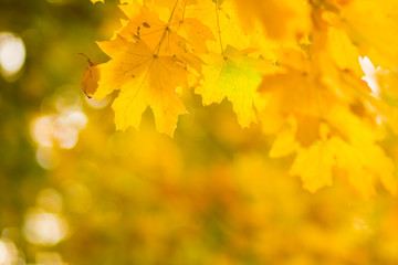 Yellow leaves on a tree. Yellow maple leaves on a blurred background. Golden leaves in autumn park. Copy space