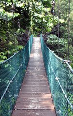 Obraz premium Tree top canopy wooden bridge walkway
