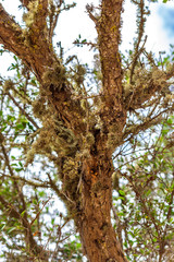 Obraz premium Árbol con nueva vida