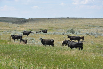 Cattle on Prairie