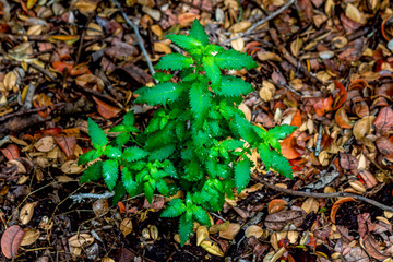 Árbol naciente entre hojas secas