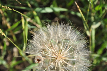 Obraz premium Seeds
