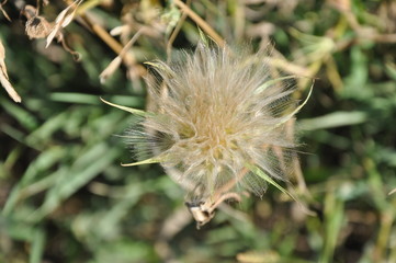 Not Quite Blossoming Seeds