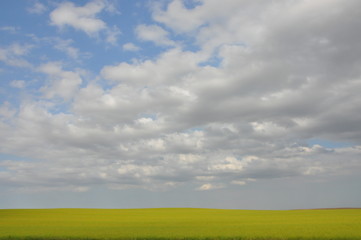 Clouds and Canola