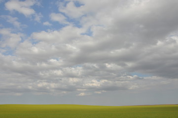Clouds and Canola Field