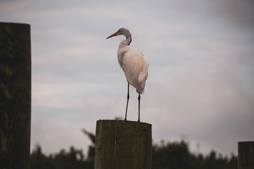 Egret on Guard and Fishing