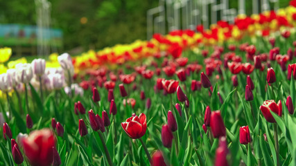 Tulip field in the Netherlands. Rows of purple red, yellow and white tulips.