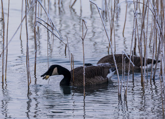 Wildgänse sind auf der suche nach etwas zu Fressen