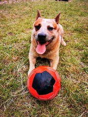 australian cattle dog with football on the green meadow