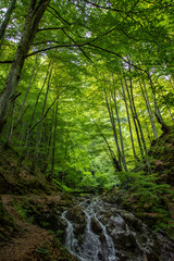 Obraz premium Wonderful view in wood with river under the feet