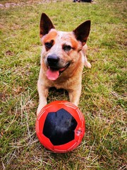 australian cattle dog with football on the green meadow