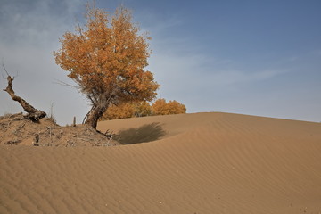 Group of desert poplar-Populus euphratica trees. Taklamakan Desert-Xinjiang-China-0317