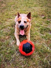 australian cattle dog with football on the green meadow