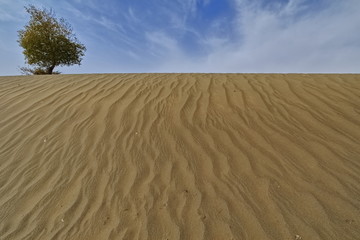 Lonely isolated desert poplar-Populus euphratica tree. Taklamakan Desert-Xinjiang-China-0325