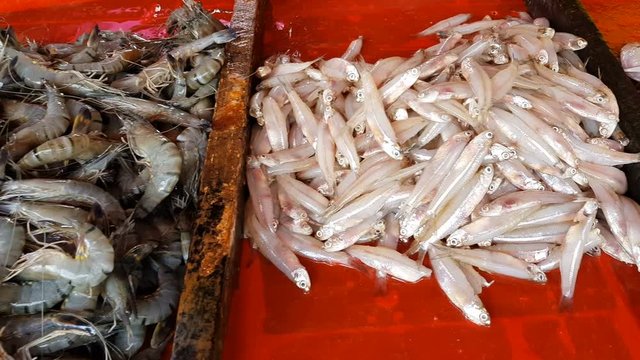 Fresh shrimp and fish for sale on the counter in the fish shop in Sri Lanka